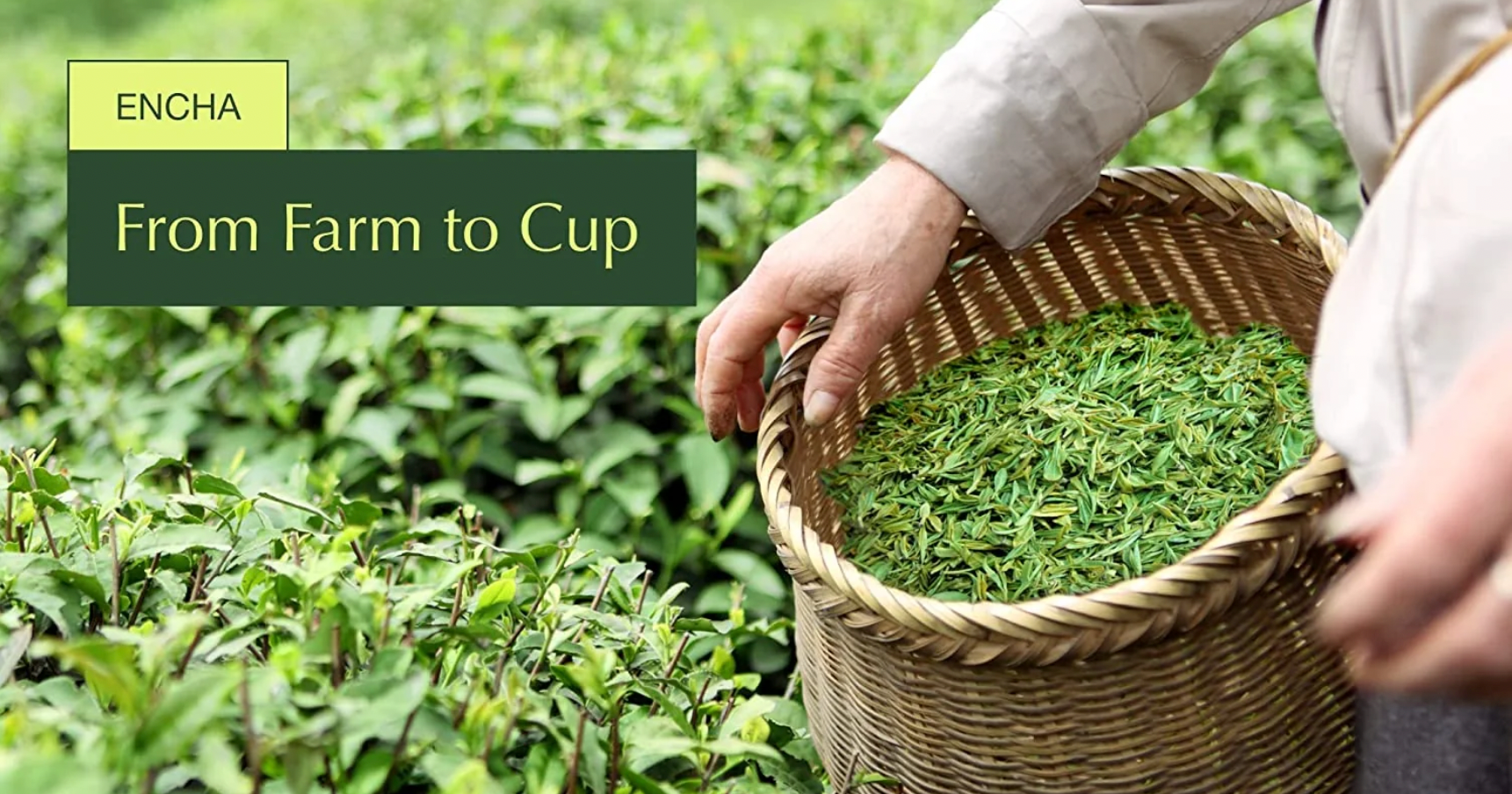 From Plant To Your Tea Cup How Is Matcha Tea Made? 