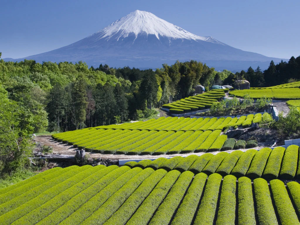 Matcha Top Grade cerimoniale Uji Bio