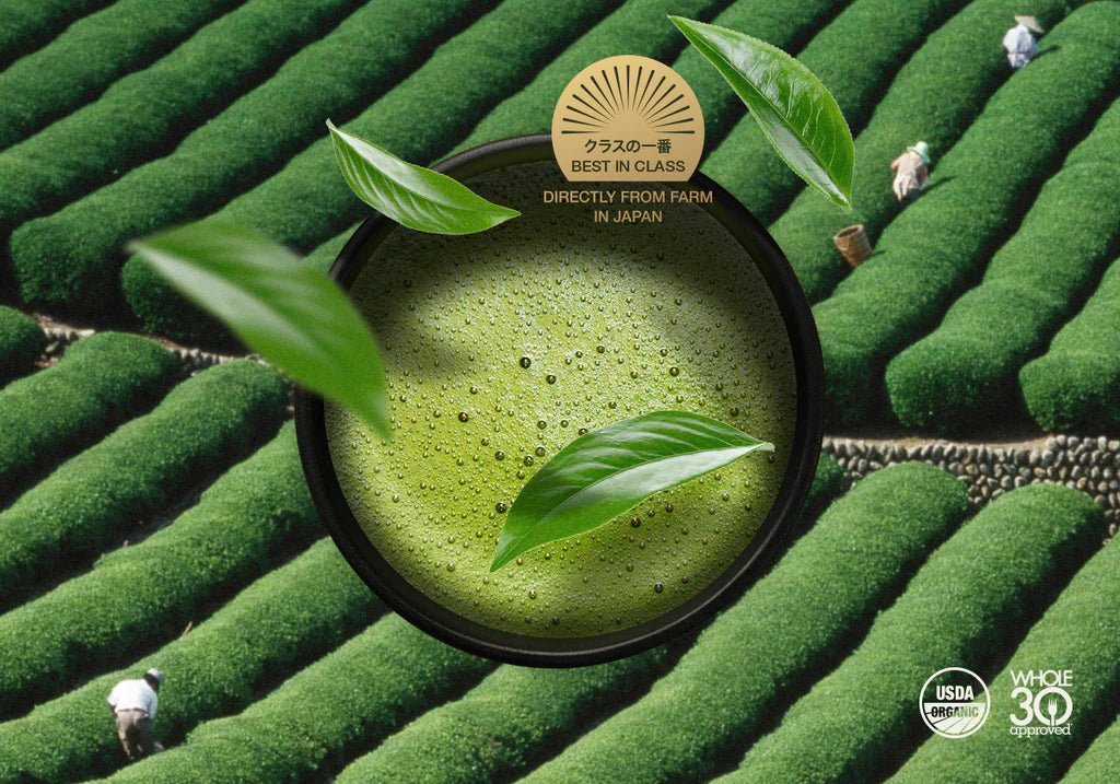 How Is Matcha Made? All You Need To Know About Matcha Encha