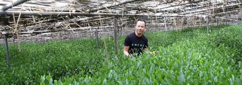 The Sustainability of Organic Japanese Matcha Farming