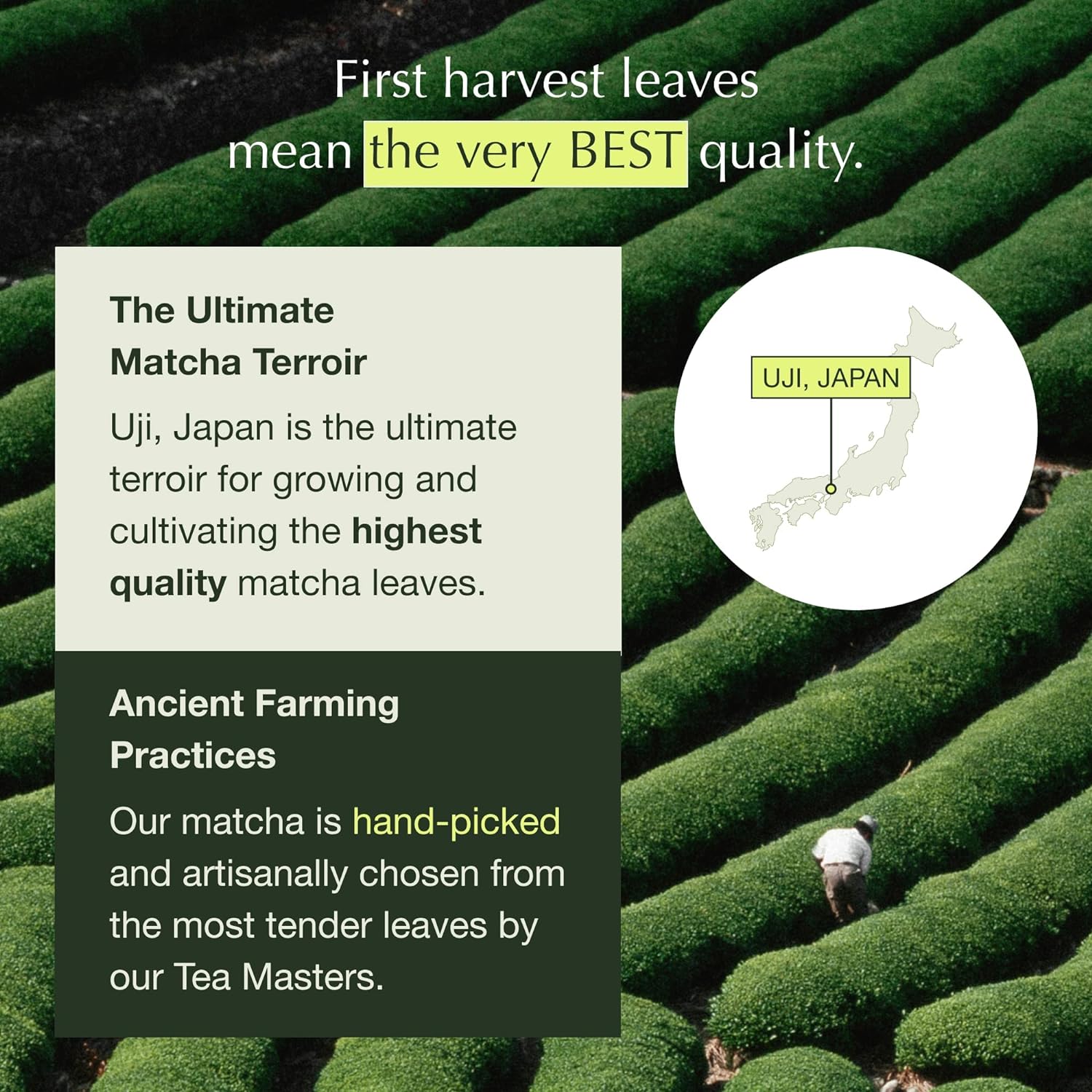 Organic Traditions Té Matcha Premium – 3.5 oz – Polvo de té verde Matcha de  grado cocinero, japonés, hojas jóvenes de Tencha