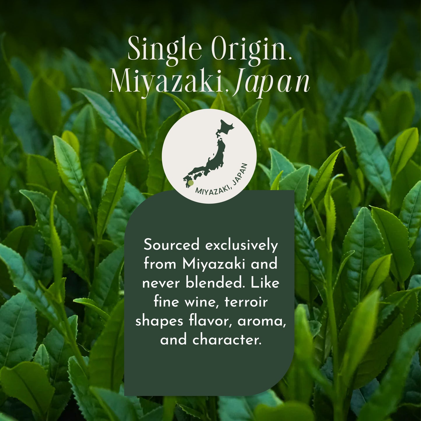 Encha Matcha Tea Okumidori Limited Edition Reserve - Ceremonial Grade Matcha Powder