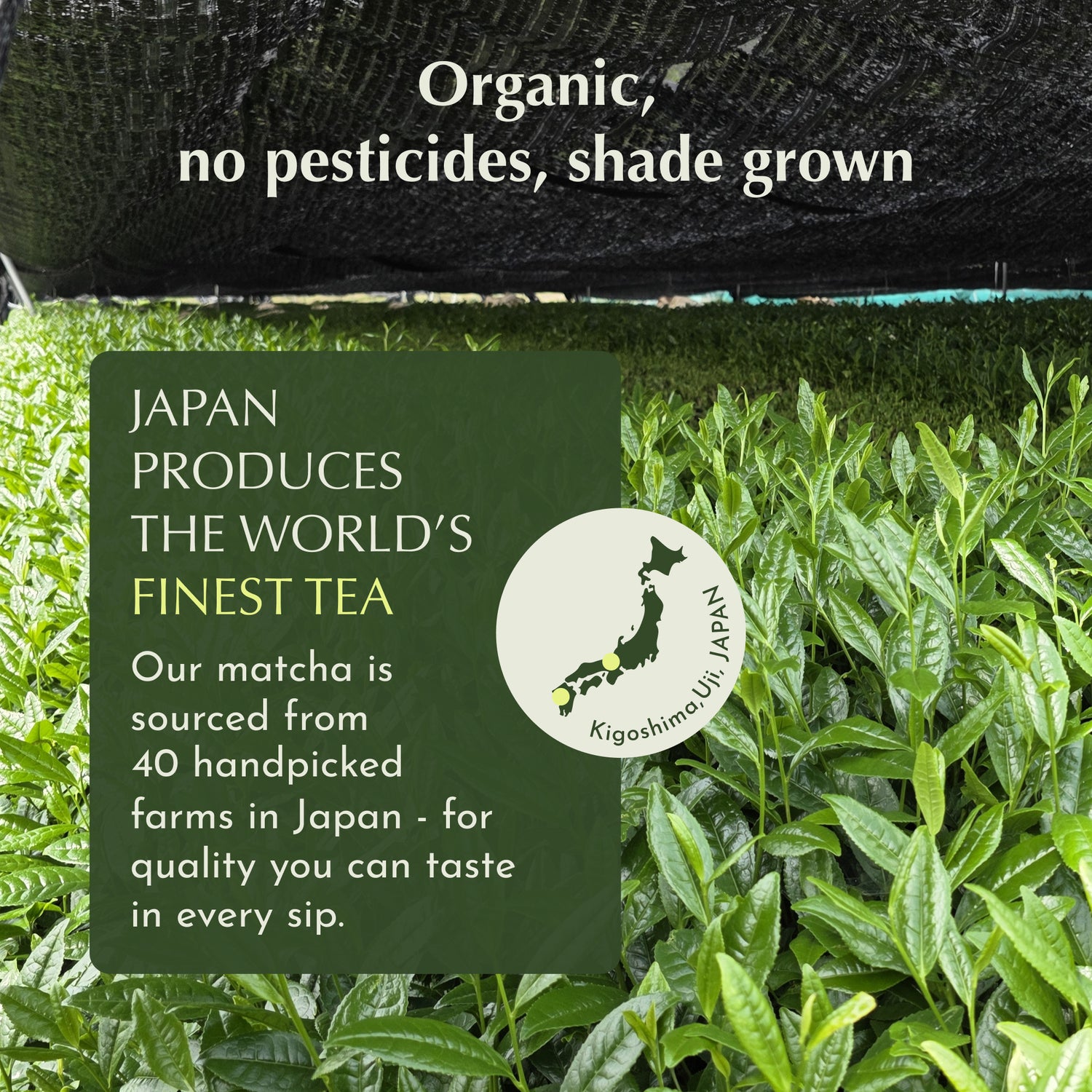 Encha Ceremonial Grade Matcha Powder