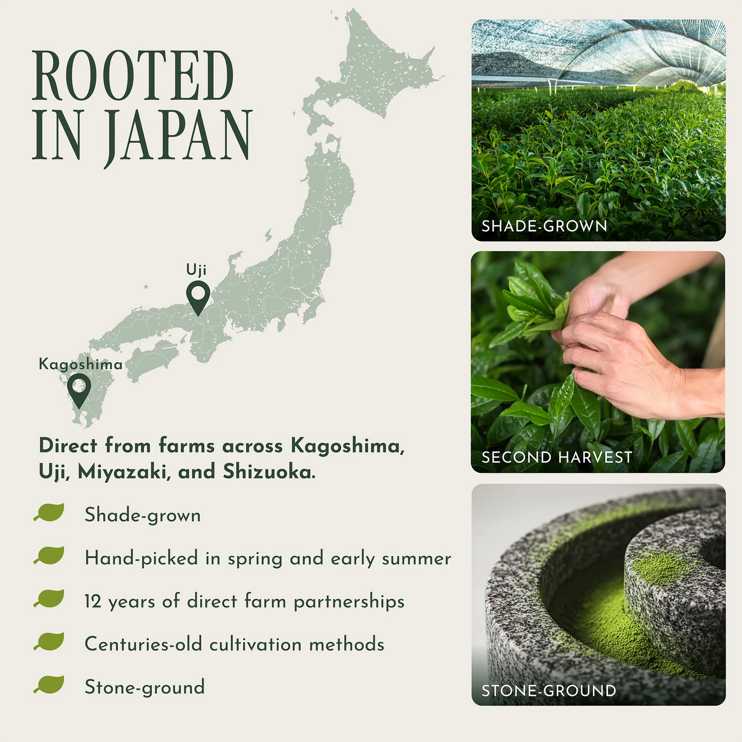 Informational graphic for a green tea product titled 'ROOTED IN JAPAN,' showing a map of Japan with Uji and Kagoshima markers, text about direct farm partnerships and stone-ground processing, and three photos of tea fields, hand-picking, and stone grinding.