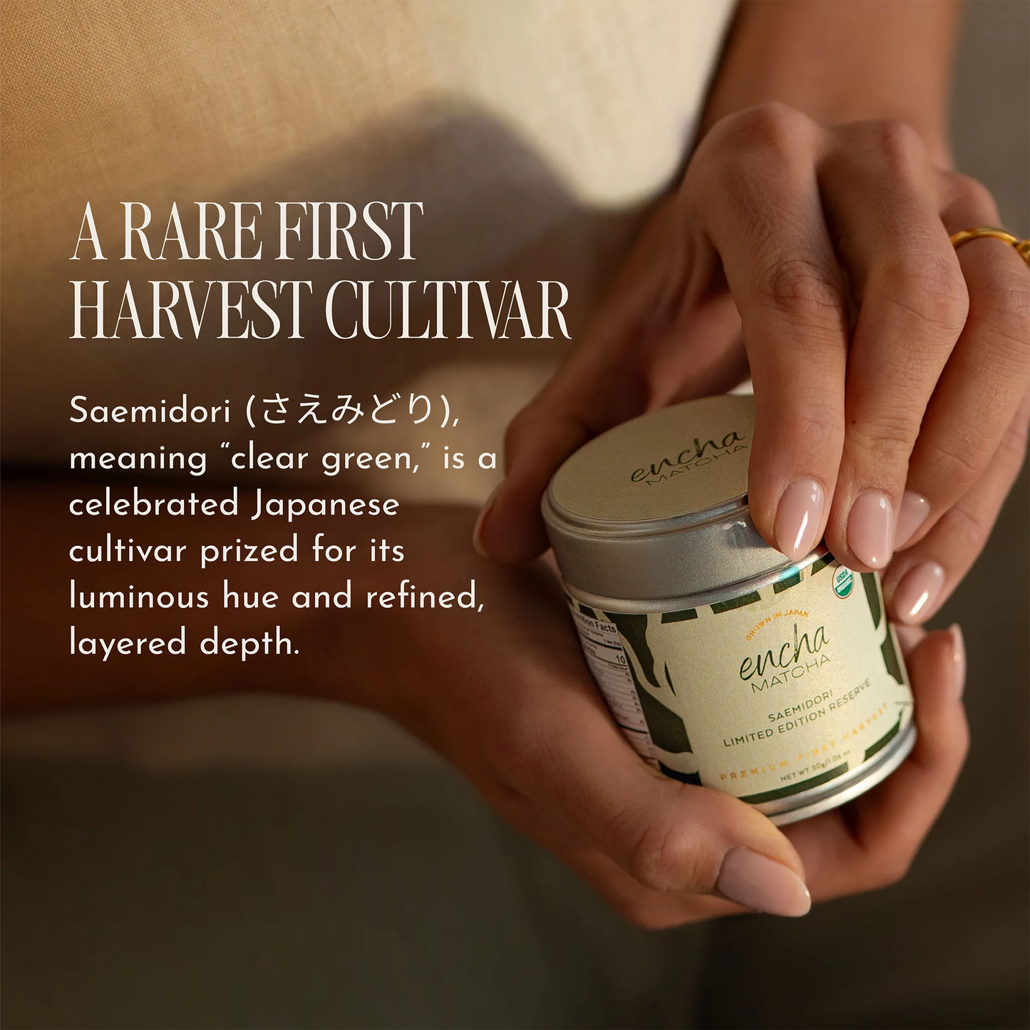 A person holds a small tin of Encha Matcha green tea against a warm beige background, with text on the left describing the rare first harvest cultivar 'Saemidori'.