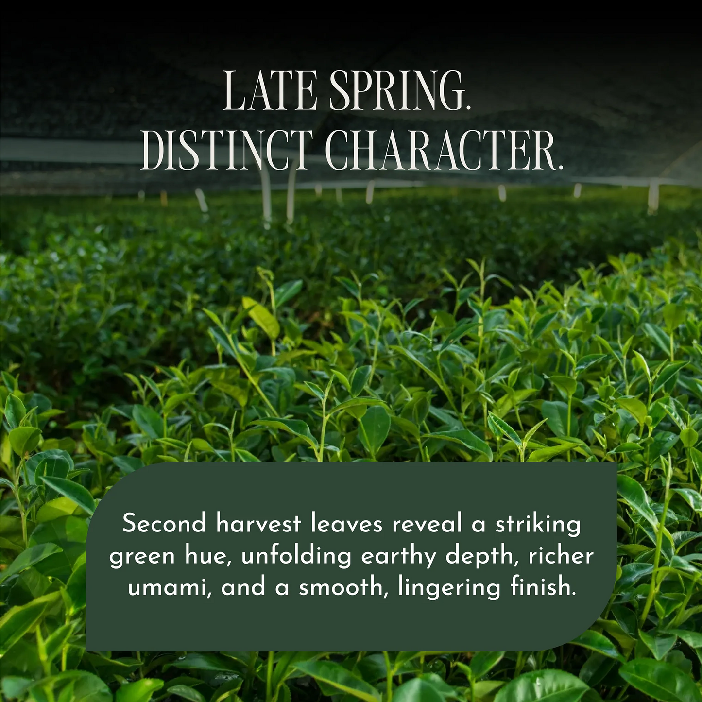 A close-up of lush green tea plant rows under a dark header with the text 'LATE SPRING. DISTINCT CHARACTER.