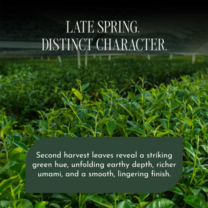 A close-up of lush green tea plant rows under a dark header with the text 'LATE SPRING. DISTINCT CHARACTER.