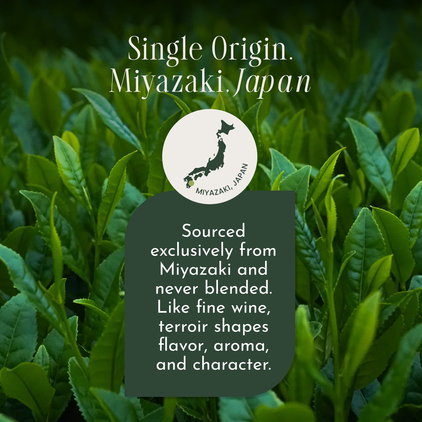 Encha Matcha Tea Saemidori Limited Edition Reserve - Ceremonial Grade Matcha Powder